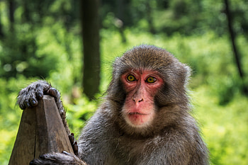 Monkey bokeh, background, Monkey HD wallpaper