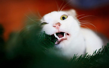 Animals, Cat, Spruce, Fir, Playful, Gnaw HD wallpaper