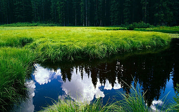 Nature, Grass, Reflection, Pond HD wallpaper