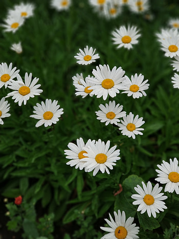 Flowers, Camomile, Plant, Bloom, Flowering HD phone wallpaper