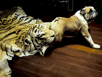 trap, bulldog, funny, tiger HD wallpaper