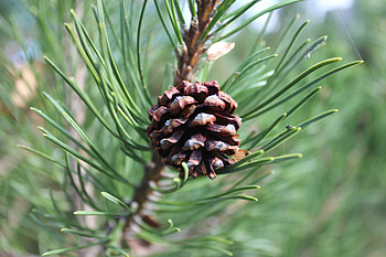 Nature, Pine, Branch, Cone, Bump HD wallpaper