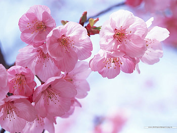 Plants, Flowers HD wallpaper