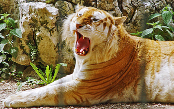 golden tiger, yawning, lucky to see one HD wallpaper
