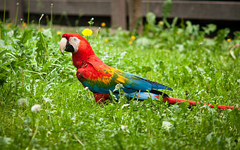 Animals, Grass, Parrots, Bright, Bird HD wallpaper