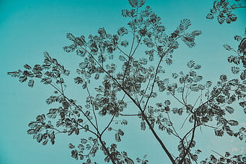 A peaceful silhouette of tree branches with delicate leaves against a clear blue sky. HD wallpaper