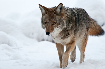 coyote , Stunning backgrounds, , Visual appeal HD wallpaper