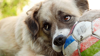 Animals, Dog, Muzzle, Sight, Opinion, Ball HD wallpaper