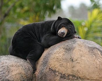 Animals, Rock, To Lie Down, Lie, Bear, Stone, Malay Bear, Biruang HD wallpaper