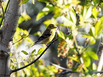 Perched Finch, Bird, graphy, American Goldfinch, Tree, Perched, Spring, Sunshine, Female HD wallpaper