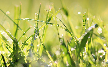 Grass, Drops, Macro, Shine, Light, Dew HD wallpaper
