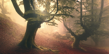 Fangorn, Movies, Roberto Rivera, Fangorn Forest HD wallpaper