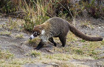Native US animals, National wildlife federation, Wildlife, Blog HD wallpaper
