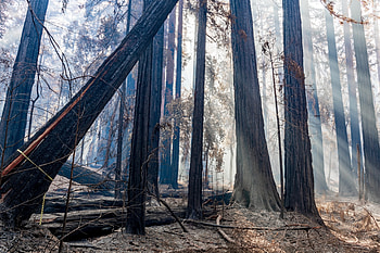 Saving California's redwoods, Giant sequoia wonder, Nature's beauty, Environmental activism HD wallpaper
