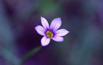 Lovely Color, purple, beautiful, one, flower HD wallpaper