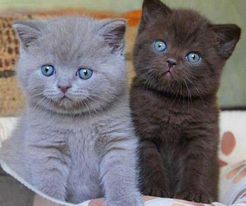 kettens, animal, cute, cat, cat other HD wallpaper