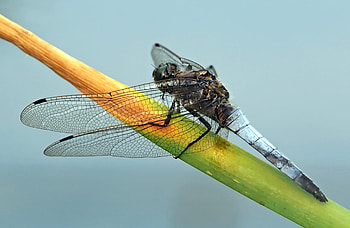 Plant, Macro, Branch, Insect, Dragonfly HD wallpaper