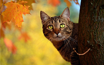 Animals, Autumn, Wood, Cat, Tree, Hide HD wallpaper