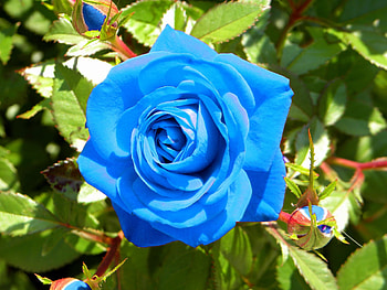 Flowers, Flower, Shine, Light, Rose Flower, Rose, Buds HD wallpaper