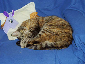 This is MY chair 2., chair, cat, blanket HD wallpaper