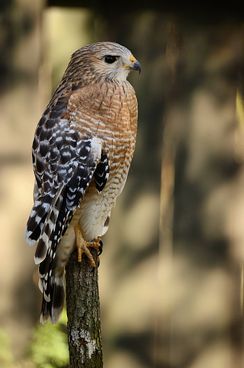 Animals, Bird, Blur, Smooth, Predator, Sight, Opinion, Hawk HD phone wallpaper