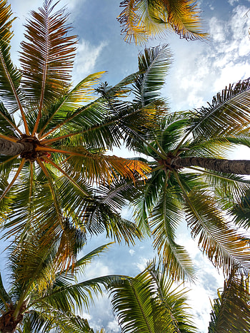 Nature, Leaves, Palms, Crown, Branches, Tropical, Crowns HD phone wallpaper