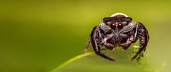 Spider eyes , Dazzling eyes, Macro graphy, Wall-worthy HD wallpaper