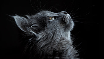 black cat windows HD wallpaper