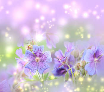 Spring 8 HD wallpaper