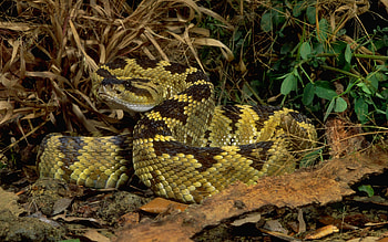 Animals, Grass, Leaves, Branches, Snake HD wallpaper
