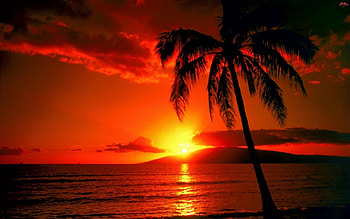 Red Sunset, reflection, palm, red, clouds, trees, nature, sunset HD wallpaper