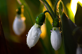 Flowers, Drops, Lily Of The Valley, Flower, Macro, Bud HD wallpaper