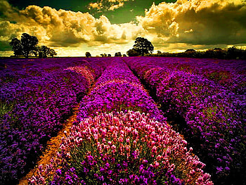 Floral field, field, trrees, floral, clouds, sky, beautiful, nature, flowers HD wallpaper