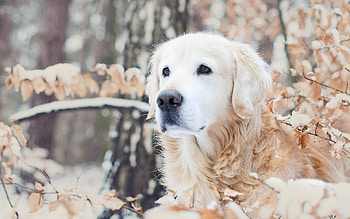 Akbash Dog, Snow dog, Akbash , Dogs in snow HD wallpaper
