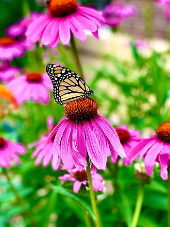 Animals, Flower, Macro, Petals, Pattern, Butterfly, Wings HD phone wallpaper