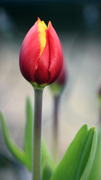 Tulip (Nature), Red tulip HD phone wallpaper