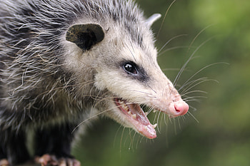Jaws, Opossum HD wallpaper