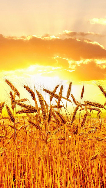 Farm field sunset, , Rural landscapes, Stunning views HD phone wallpaper