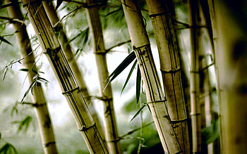 Bamboo in nature, Serene , Calming backgrounds, Peaceful scenery HD wallpaper