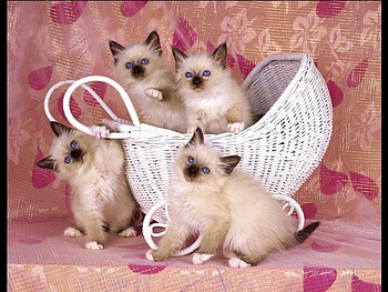 4 kittens and basket, sweet, basket, cats, kitten HD wallpaper