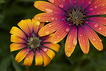 Flowers, Water, Drops, Flower, Macro, Petals HD wallpaper
