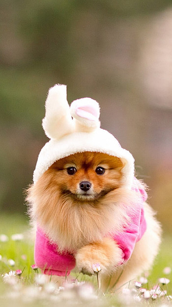 Cute Dog, Cute Pet Dog HD phone wallpaper