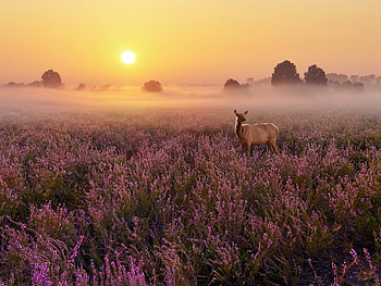 Heathland Deer , deer, animals HD wallpaper