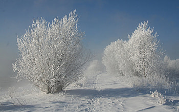 White Road, trees, road, white, snow HD wallpaper
