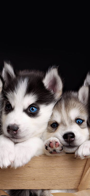 dog, blue eyes, cute, puppy, Animal, husky HD phone wallpaper