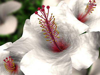 White Hibiscus, white, hibiscus, petals, flower HD wallpaper
