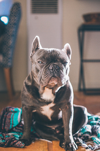 Animals, Dog, Muzzle, Sight, Opinion, Bulldog, Squint HD phone wallpaper
