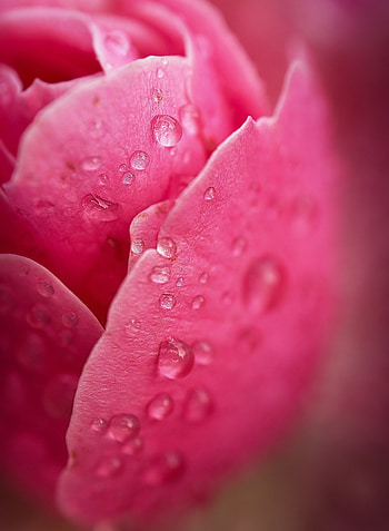 Pink, Macro, Petals, Drop HD phone wallpaper