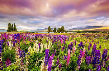 Lupines Field, Field, Nature, Lupine, Flower HD wallpaper