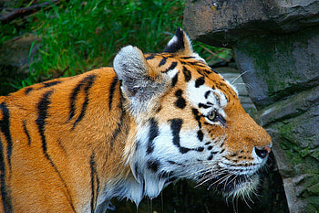 Animals, Muzzle, Spotty, Spotted, Predator, Tiger HD wallpaper